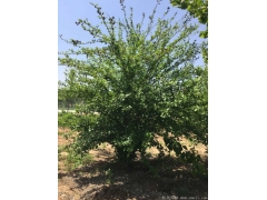 正宗紅花木槿，1~8公分規格齊全，分枝多冠幅大