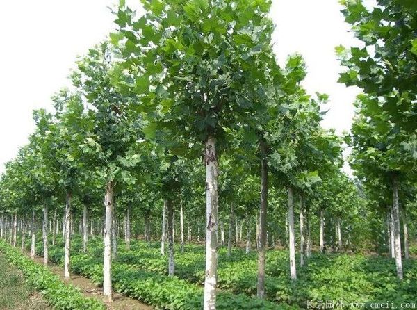 梧桐樹(shù)圖片梧桐樹(shù)苗木基地實(shí)拍 梧桐樹(shù)圖片梧桐樹(shù)苗木基地實(shí)拍