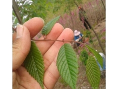 櫸樹(shù)生長(cháng)速度快嗎？