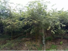 小規格的櫸樹(shù)目前市場(chǎng)上熱銷(xiāo)的有哪幾個(gè)規格