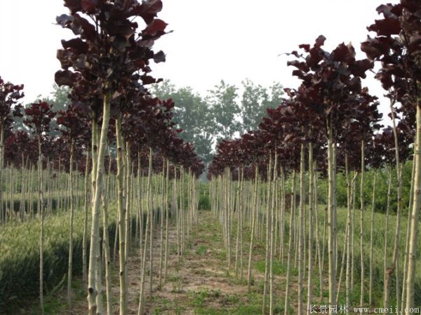 全紅楊基地全紅楊苗木圖片 全紅楊基地全紅楊苗木圖片