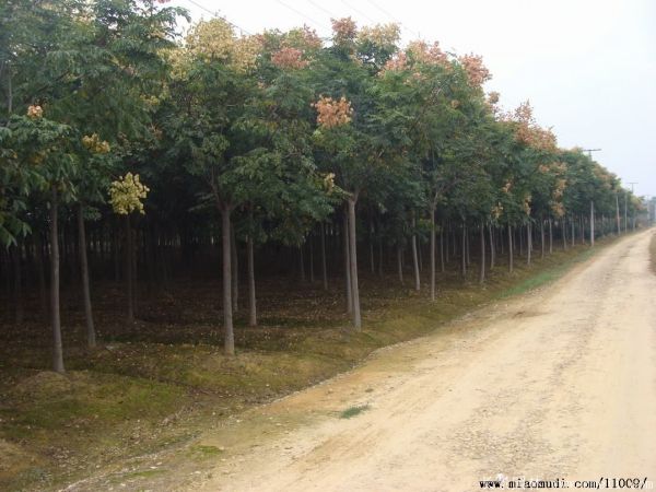 黃山欒樹(shù)圖片黃山欒樹(shù)基地
