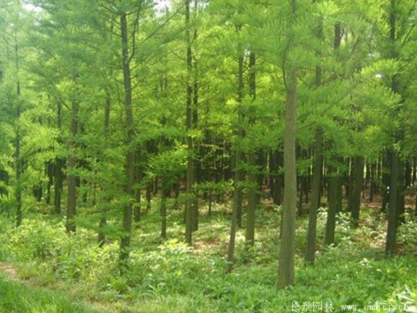 水杉樹(shù)圖片水杉樹(shù)基地實(shí)拍