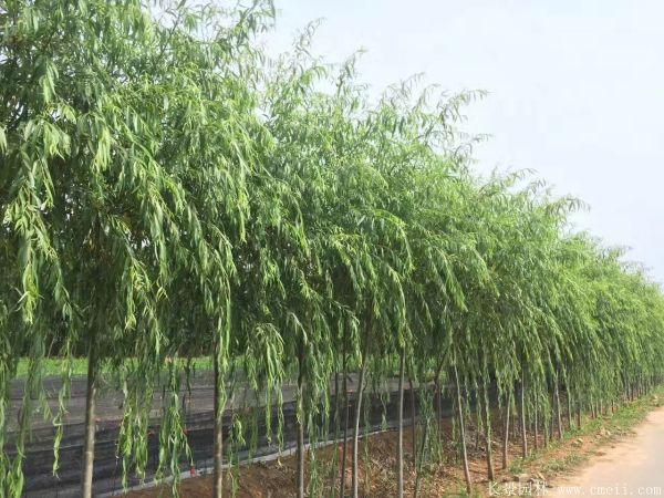 垂柳圖片垂柳基地實(shí)拍 垂柳圖片垂柳基地實(shí)拍