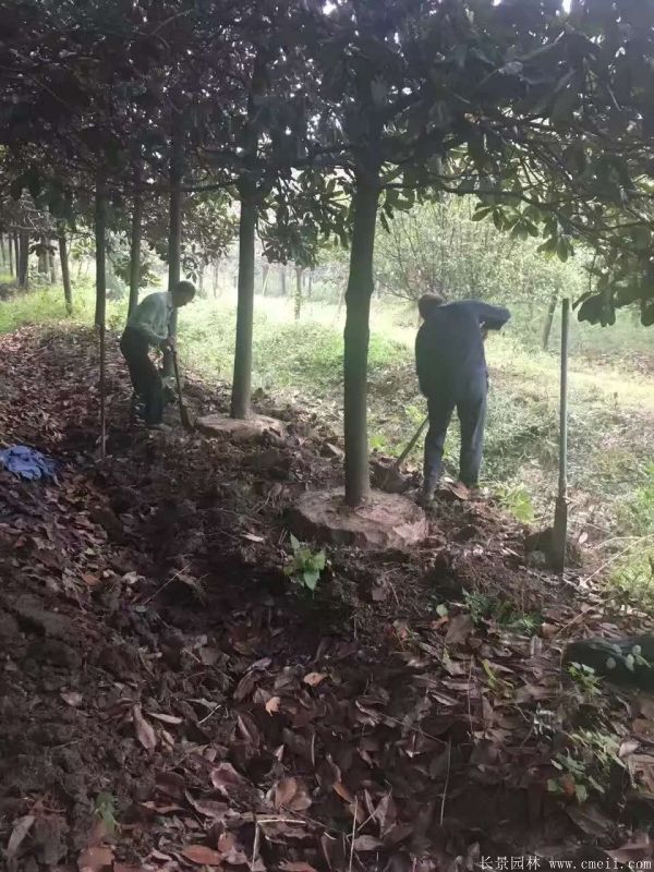 廣玉蘭圖片廣玉蘭基地實(shí)拍 廣玉蘭圖片廣玉蘭基地實(shí)拍