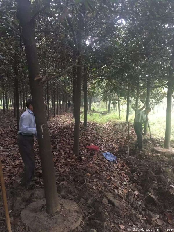 廣玉蘭圖片廣玉蘭基地實(shí)拍 廣玉蘭圖片廣玉蘭基地實(shí)拍