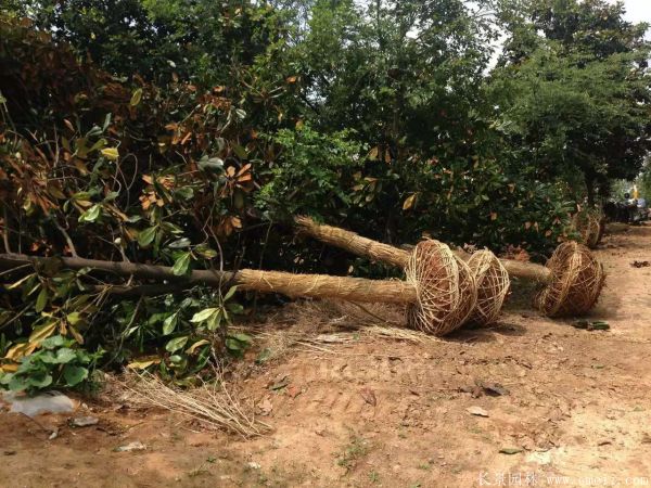 廣玉蘭圖片廣玉蘭基地實(shí)拍 廣玉蘭圖片廣玉蘭基地實(shí)拍