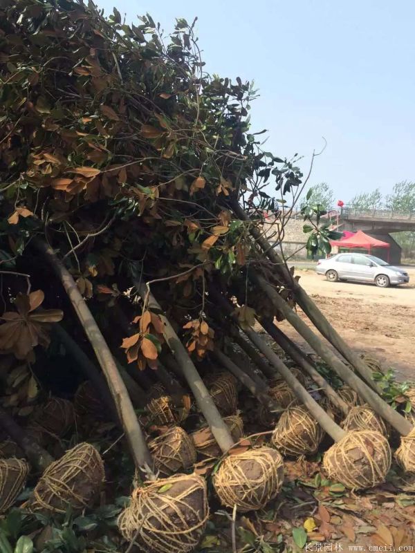 廣玉蘭圖片廣玉蘭基地實(shí)拍 廣玉蘭圖片廣玉蘭基地實(shí)拍