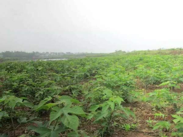 構樹(shù)苗圖片構樹(shù)小苗基地實(shí)拍