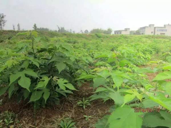 構樹(shù)苗圖片構樹(shù)小苗基地實(shí)拍