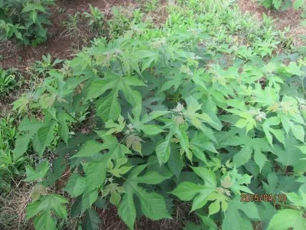 構樹(shù)苗圖片構樹(shù)小苗基地實(shí)拍