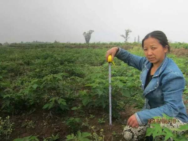 構樹(shù)苗圖片構樹(shù)小苗基地實(shí)拍