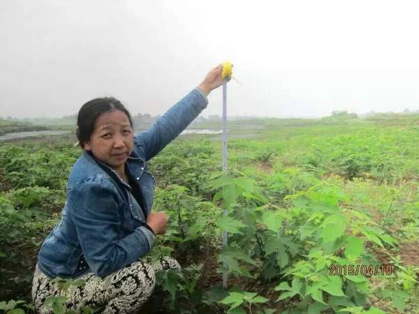 構樹(shù)苗圖片構樹(shù)小苗基地實(shí)拍
