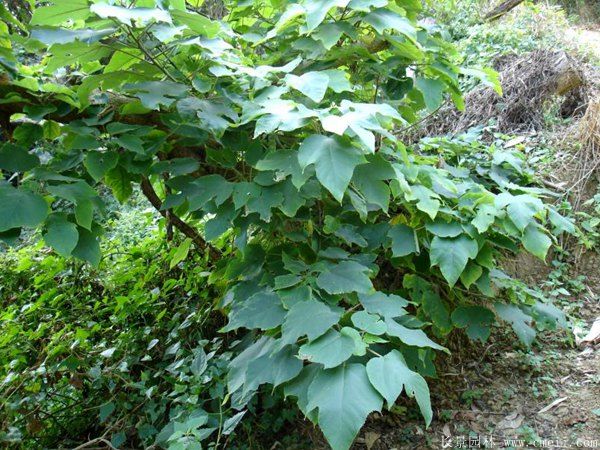 構樹(shù)苗圖片構樹(shù)小苗基地實(shí)拍