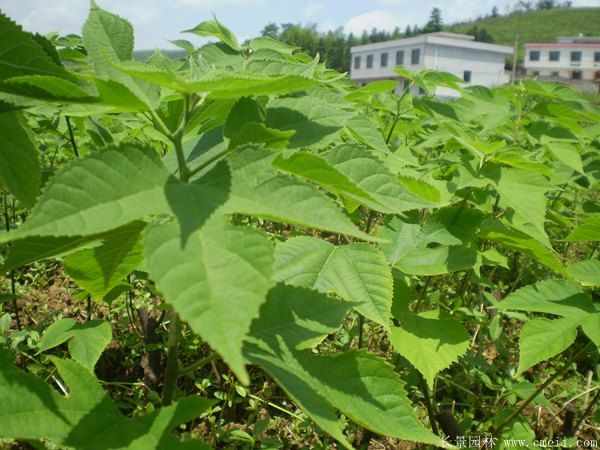 構樹(shù)苗圖片構樹(shù)小苗基地實(shí)拍
