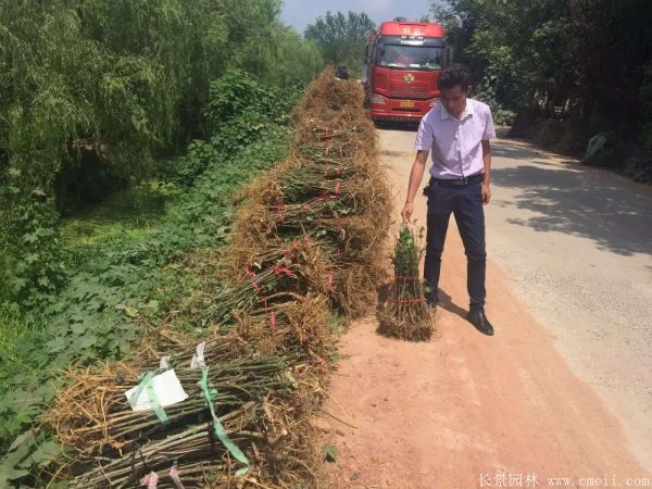 構樹(shù)苗圖片構樹(shù)小苗基地實(shí)拍
