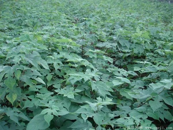 構樹(shù)苗圖片構樹(shù)小苗基地實(shí)拍