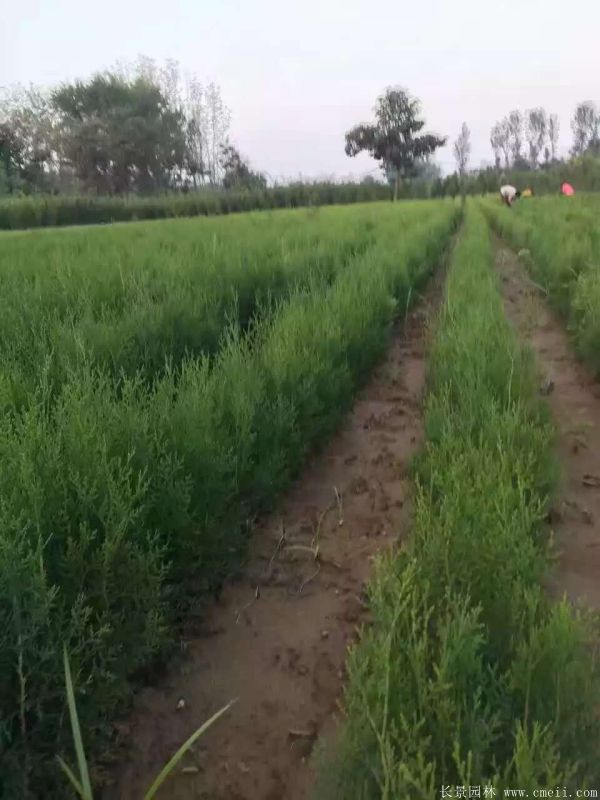 側柏圖片側柏基地實(shí)拍