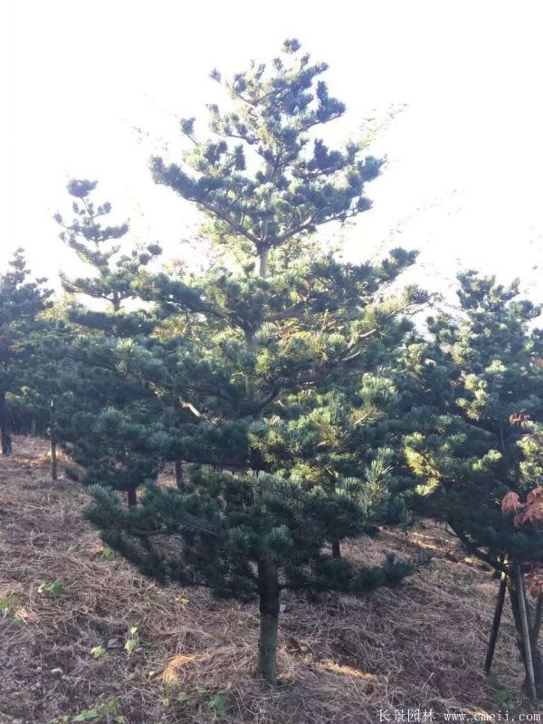 五針松圖片五針松基地實(shí)拍