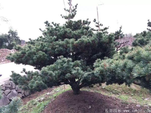 五針松圖片五針松基地實(shí)拍