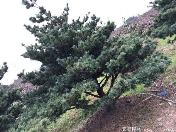 五針松圖片五針松基地實(shí)拍