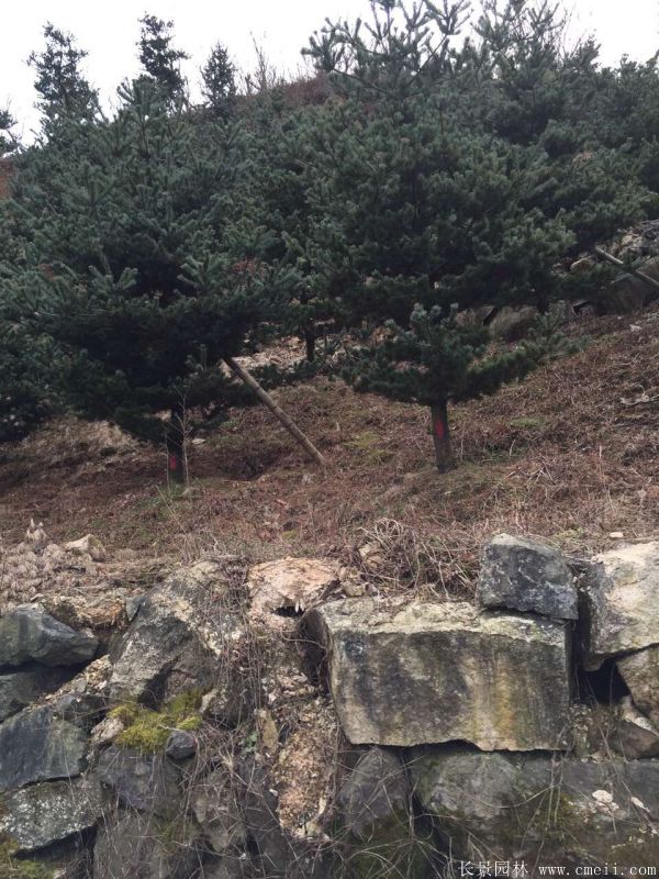 五針松圖片五針松基地實(shí)拍