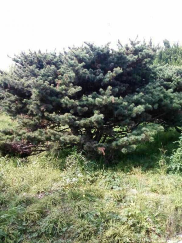五針松圖片五針松基地實(shí)拍
