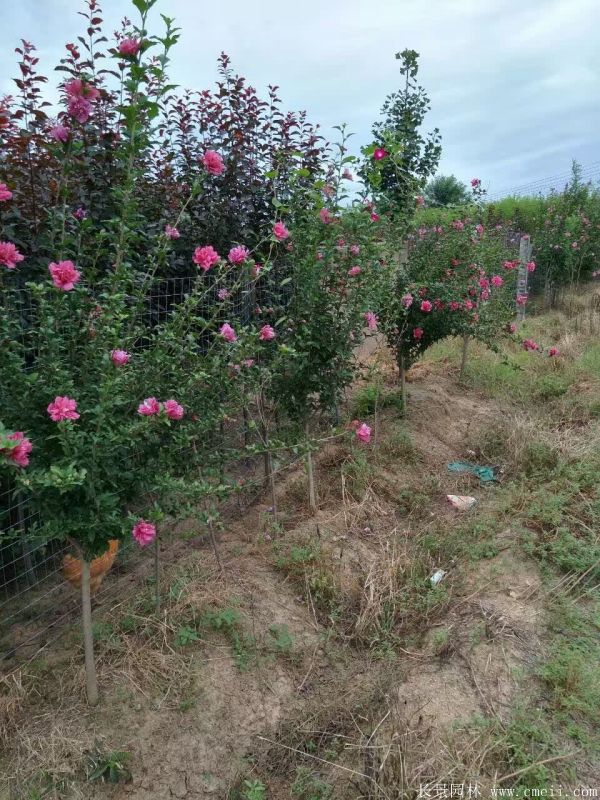 重瓣大花木槿樹(shù)圖片基地實(shí)拍 重瓣大花木槿樹(shù)圖片基地實(shí)拍