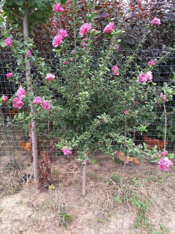 木槿花圖片基地實(shí)拍 木槿花圖片基地實(shí)拍