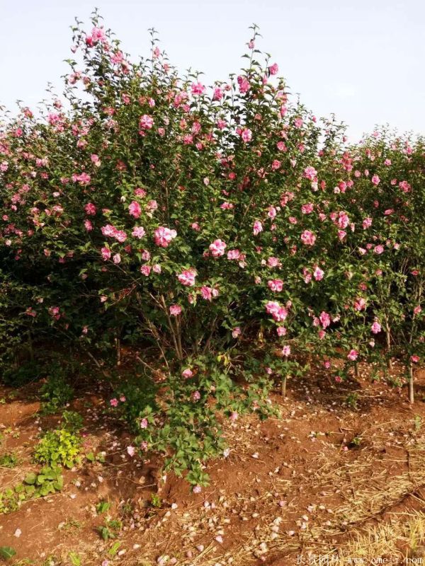 重瓣大花木槿樹(shù)圖片基地實(shí)拍 重瓣大花木槿樹(shù)圖片基地實(shí)拍