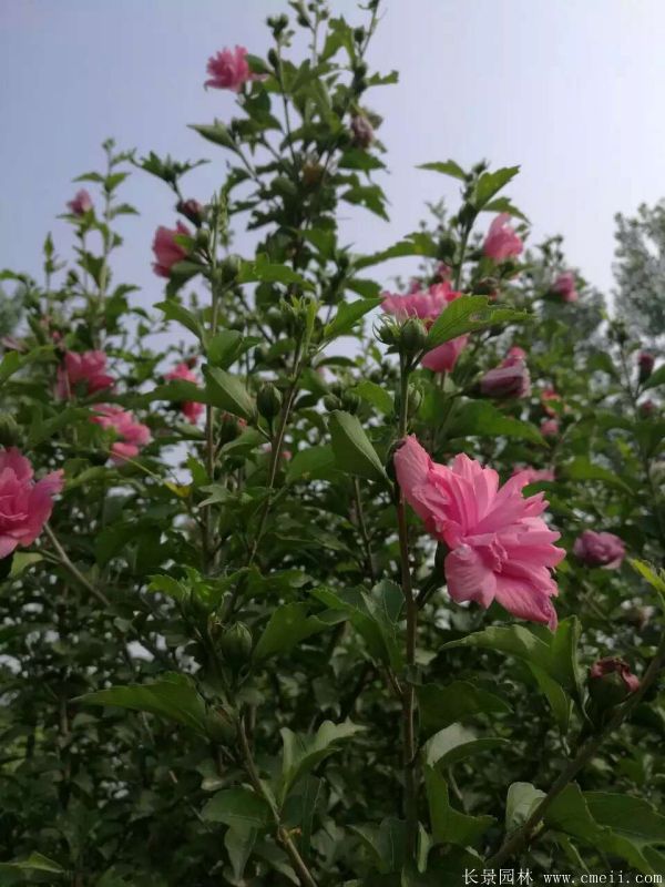 重瓣大花木槿樹(shù)圖片基地實(shí)拍 重瓣大花木槿樹(shù)圖片基地實(shí)拍