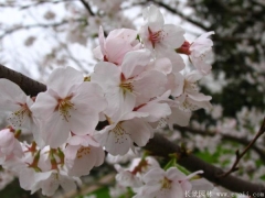 哪里有櫻花樹(shù)苗？推薦一家誠信單位