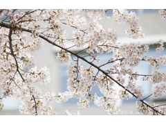 櫻花樹(shù)苗哪里有賣(mài)？麻煩推薦一家大型，有誠信