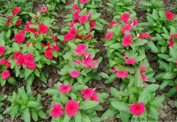 紅色長(cháng)春花圖片