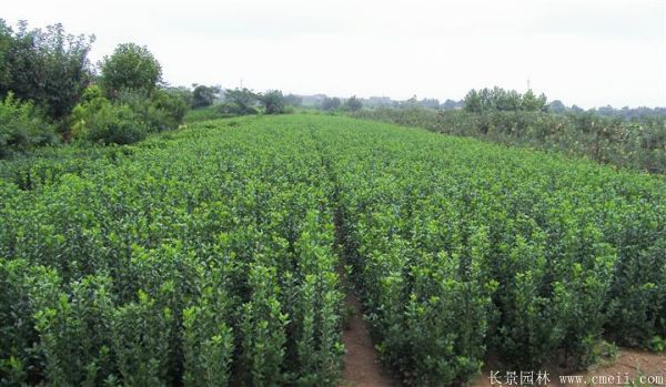 大葉黃楊苗圖片基地實(shí)拍 大葉黃楊苗圖片基地實(shí)拍