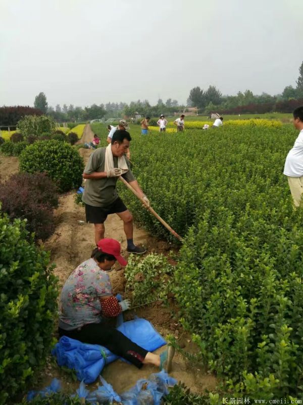 大葉黃楊苗圖片基地實(shí)拍 大葉黃楊苗圖片基地實(shí)拍