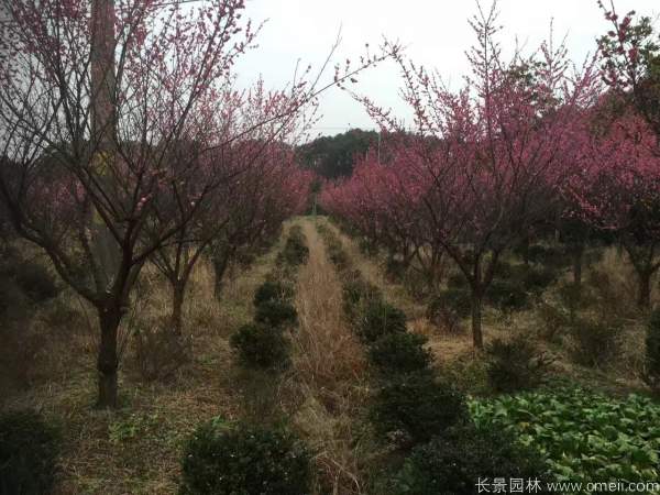 紅梅樹(shù)紅梅花圖片基地實(shí)拍 紅梅樹(shù)紅梅花圖片基地實(shí)拍