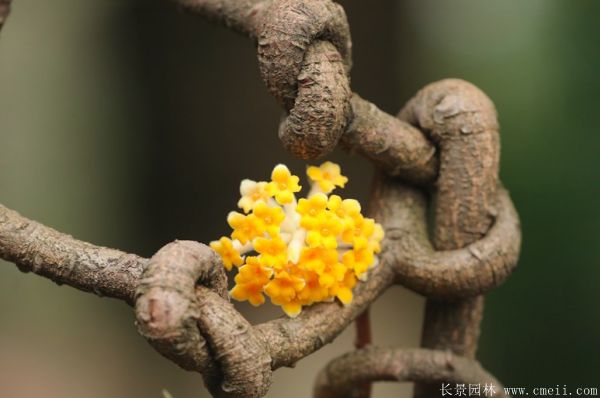 結香圖片基地實(shí)拍