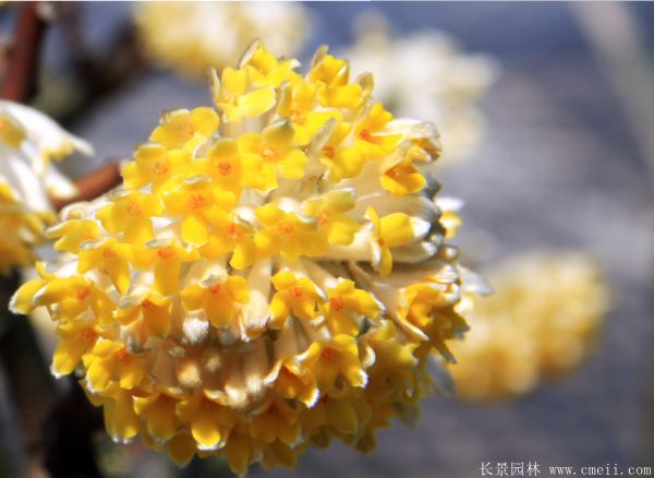 結香圖片基地實(shí)拍