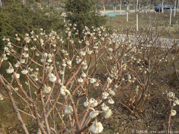 結香圖片基地實(shí)拍
