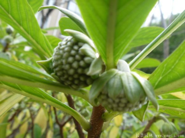結香圖片基地實(shí)拍