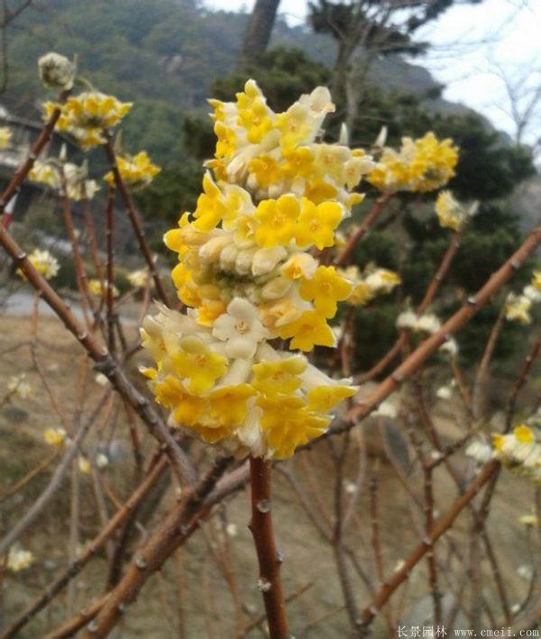 結香圖片基地實(shí)拍