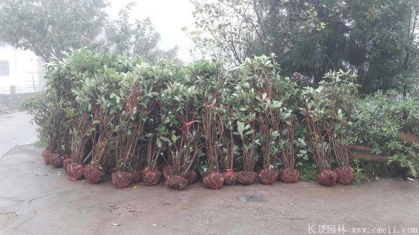 結香圖片基地實(shí)拍