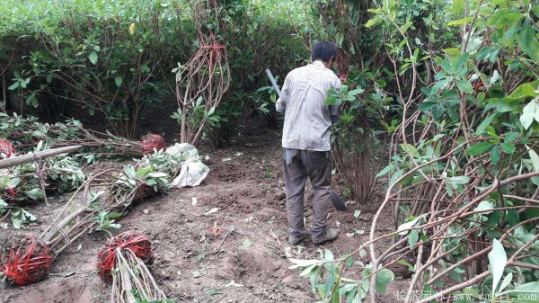 結香圖片基地實(shí)拍