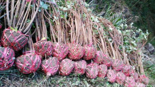 結香圖片基地實(shí)拍