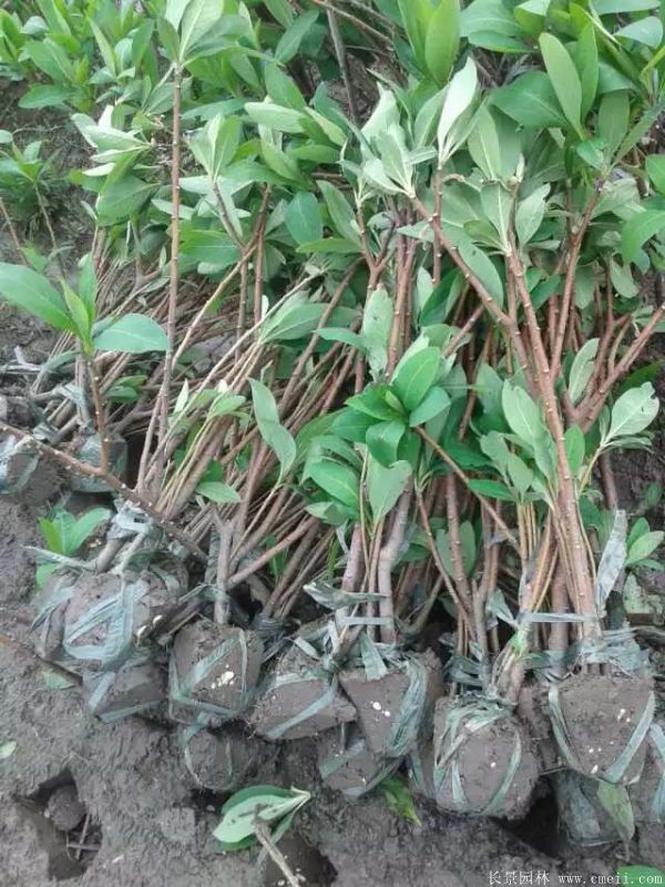 結香圖片基地實(shí)拍