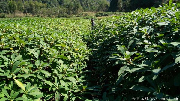 結香圖片基地實(shí)拍