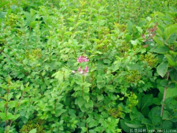丁香圖片基地實(shí)拍 丁香圖片基地實(shí)拍