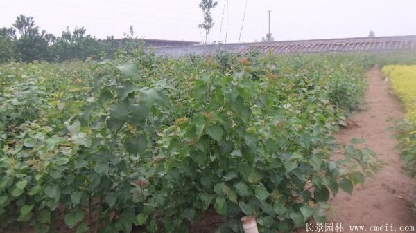 丁香圖片基地實(shí)拍 丁香圖片基地實(shí)拍
