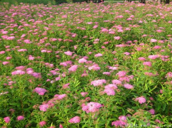 繡線(xiàn)菊圖片基地實(shí)拍